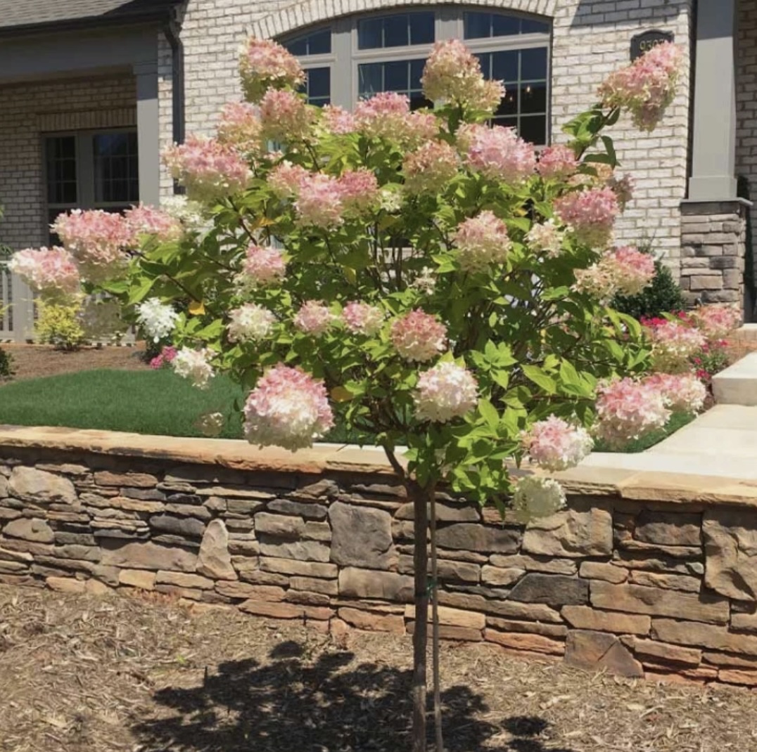 Vanilla Strawberry Hydrangea Tree 10G