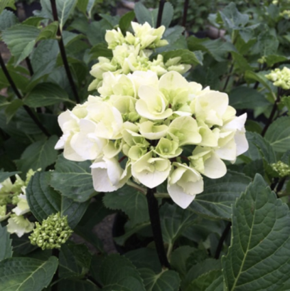 Zebra Hydrangea 3-5G