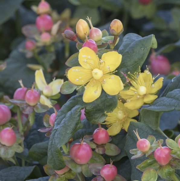 FloralBerry&reg; Hypericum 2G
