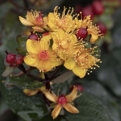 FloralBerry&reg; Sangria Hypericum 2G