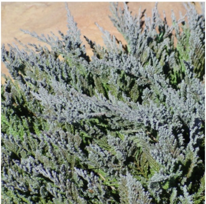 Blue Chip Juniper 3-5G