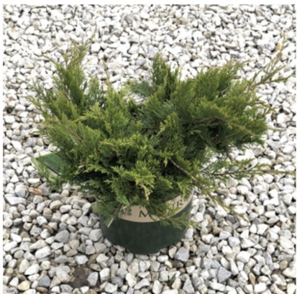 Buffalo Juniper 1G
