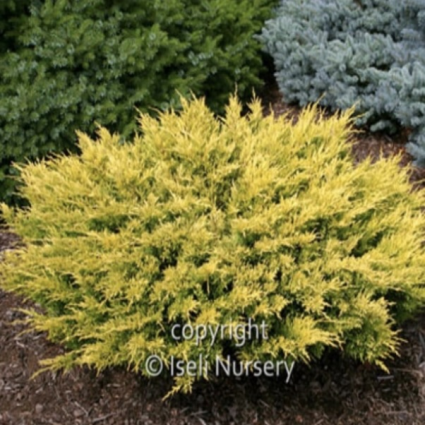 Limeglow Juniper 1G