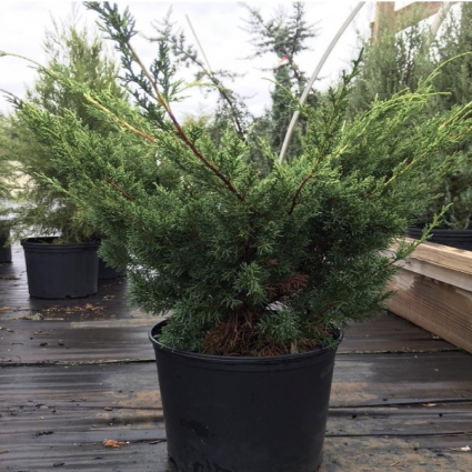 Shimpaku Juniper 3-5G