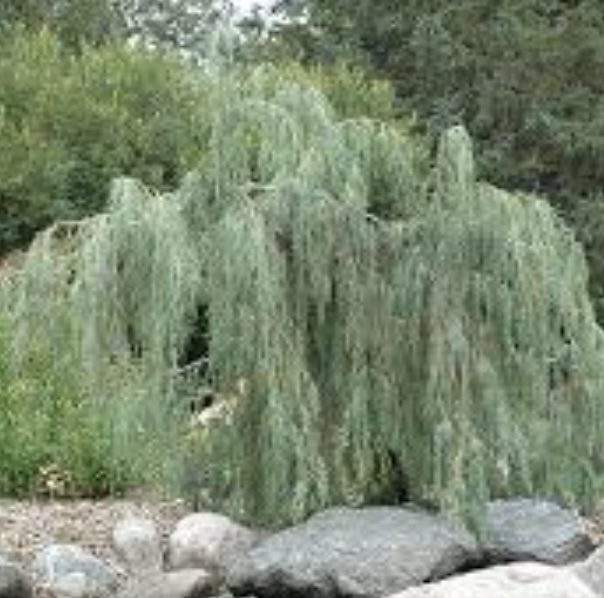 Tolleson's Blue Weeping Juniper 7'