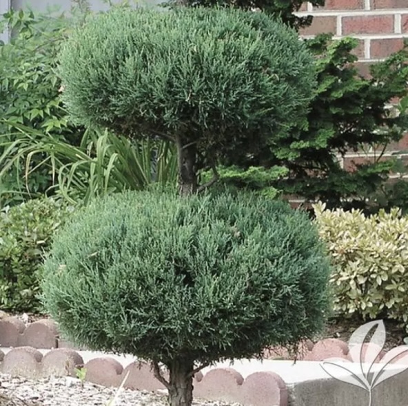 Blue Point Juniper 2 Tier Poodle 7'