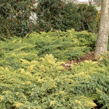Daub's Frosted Juniper Standard 30"