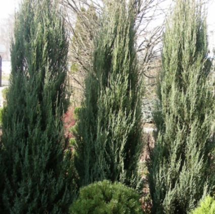 Blue Arrow Juniper 6-7G