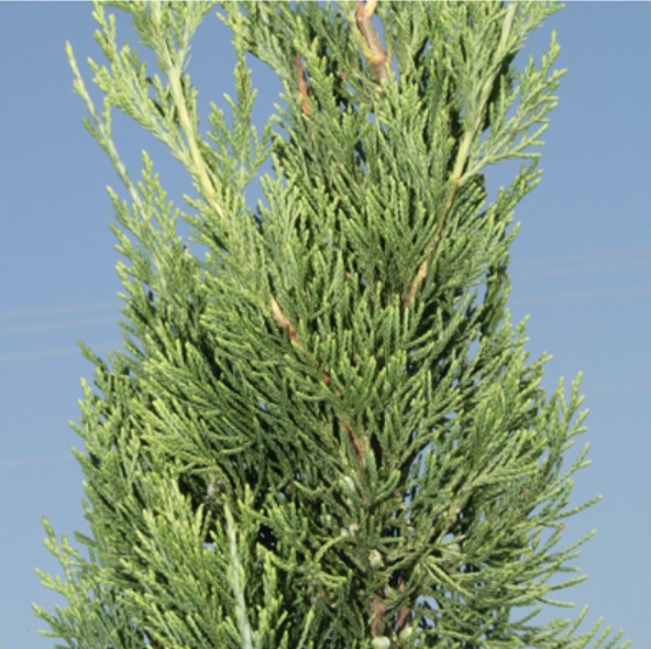 Canaerti Juniper 5'