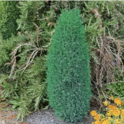 Compressa Juniper 36"