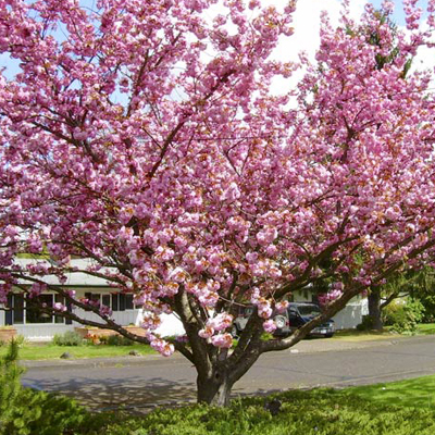 Kwanzan Flowering Cherry Tree (15 Gal)