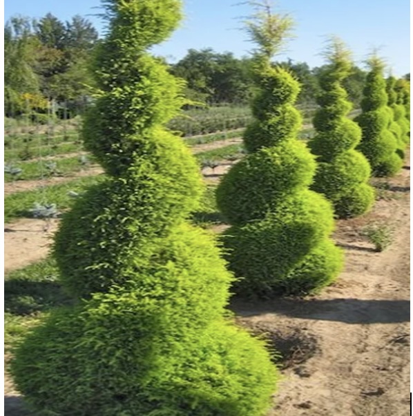 Gold Cone Juniper Spiral 30"