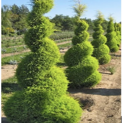 Gold Cone Juniper Spiral 30"