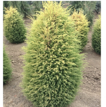 Gold Cone Juniper 7G