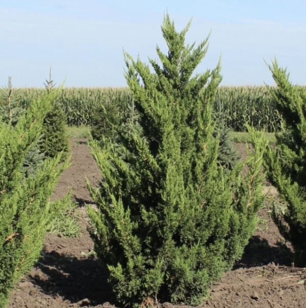 Hooks Juniper 10'