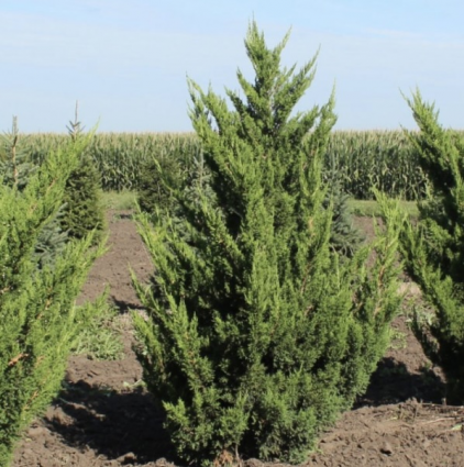 Hooks Juniper 10'