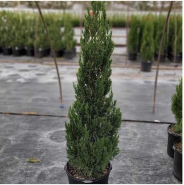 Idyllwild Juniper 7G
