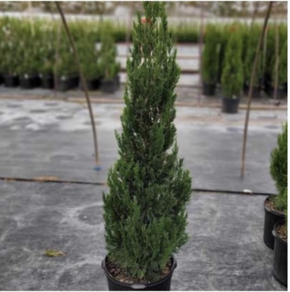 Idyllwild Juniper 7G
