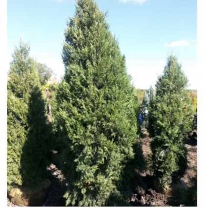 Keteleeri Juniper 6-7G