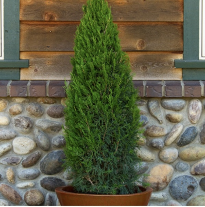 Spartan Juniper 7G