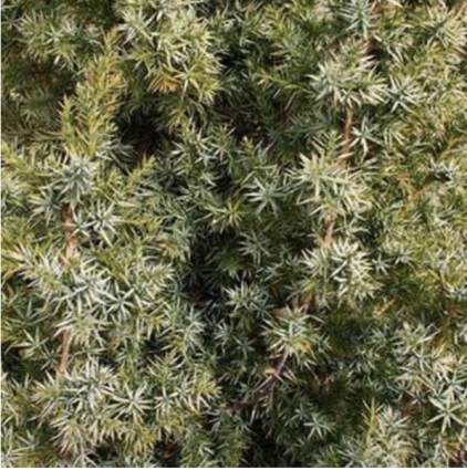 Star Power Juniper 8'