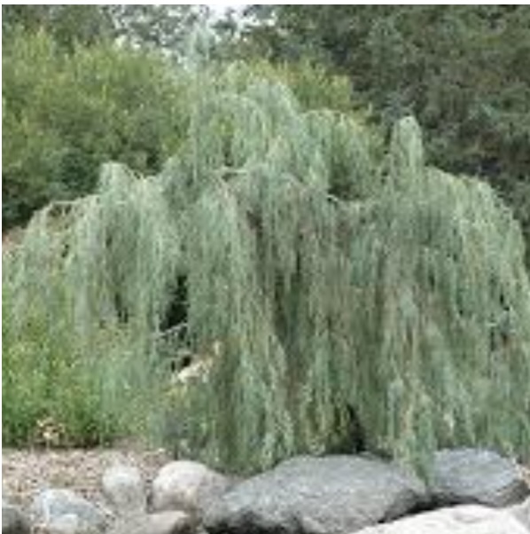 Tolleson's Blue Weeping Juniper 5'