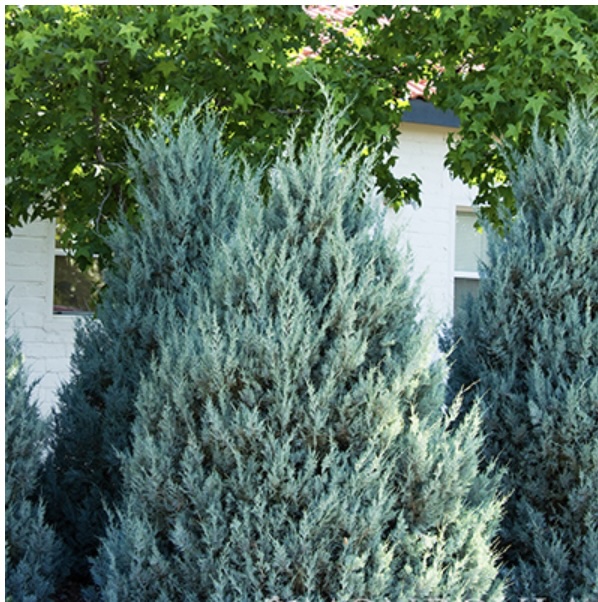 Wichita Blue Juniper 15G