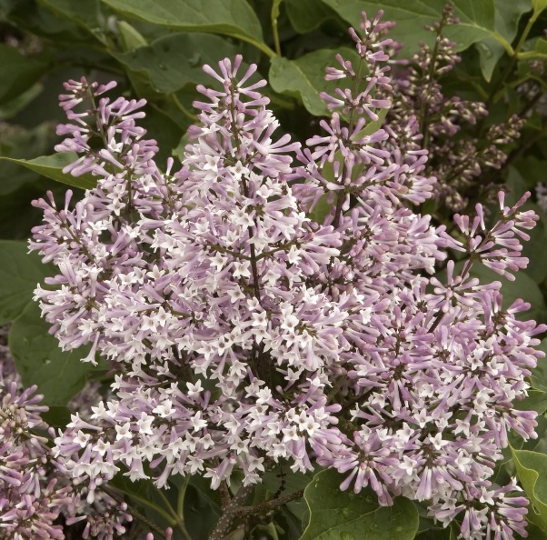 Miss Kim Lilac 10G