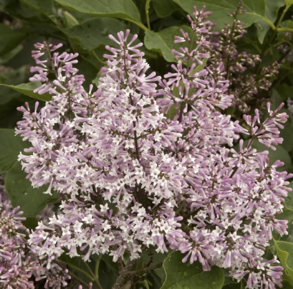 Miss Kim Lilac 10G