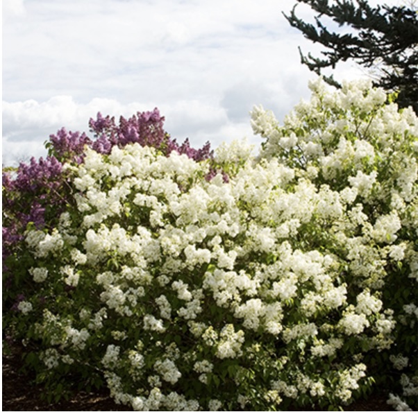 Angel White Lilac 3-5G