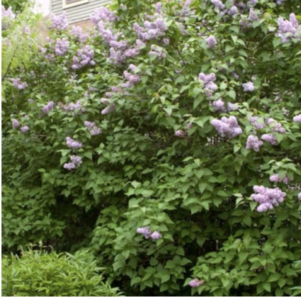 Common Purple Lilac 3-5G