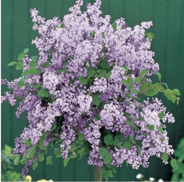 Korean Dwarf Lilac Standard 7G
