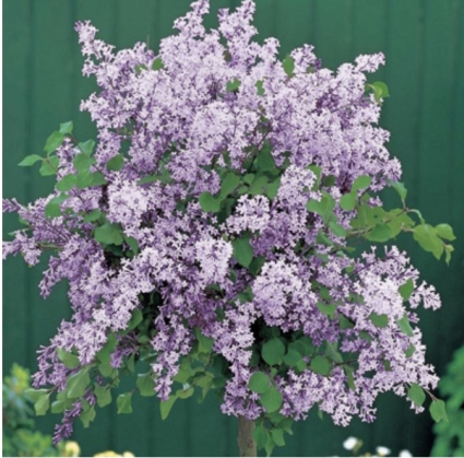 Korean Dwarf Lilac Standard 7G