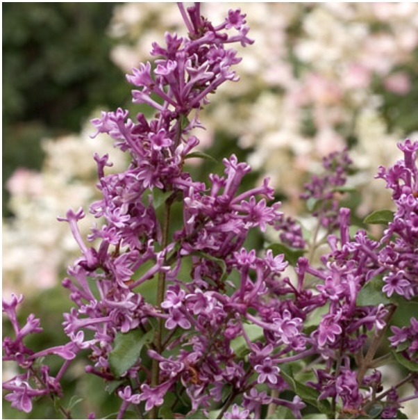 Bloomerang&reg; Purple Reblooming Lilac 2G