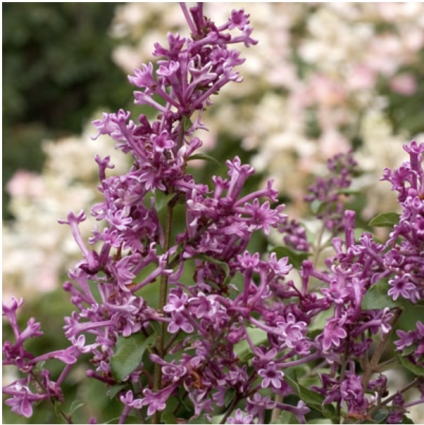 Bloomerang&reg; Purple Reblooming Lilac 2G