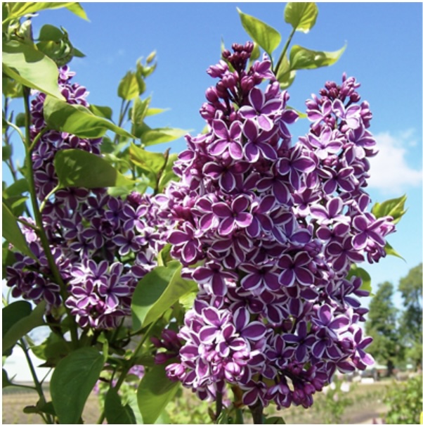 Sensation Lilac 3-5G