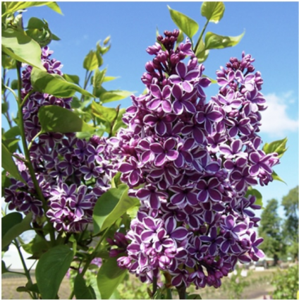 Sensation Lilac 3-5G