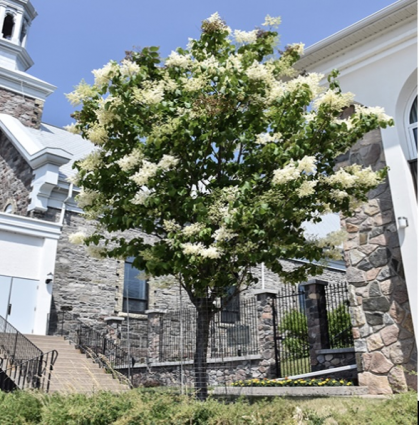 Summer Storm Lilac 15G