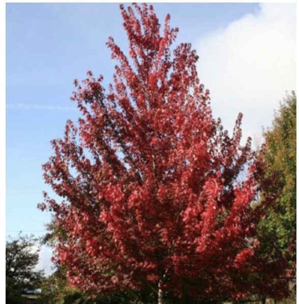 Brandywine Maple 15G