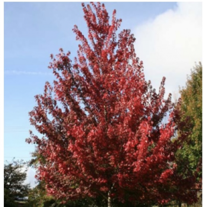 Brandywine Maple 15G