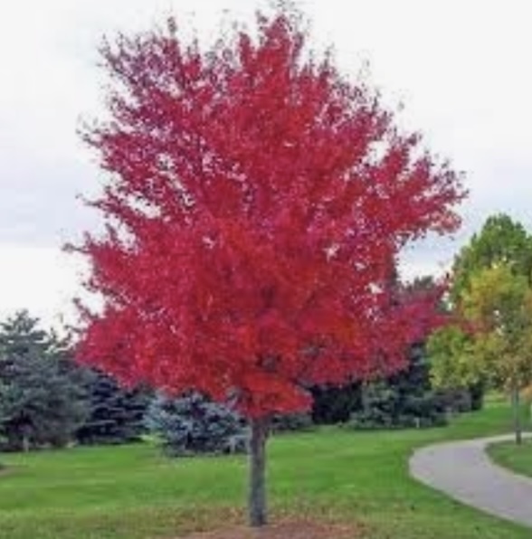 Autumn Blaze Maple 7G