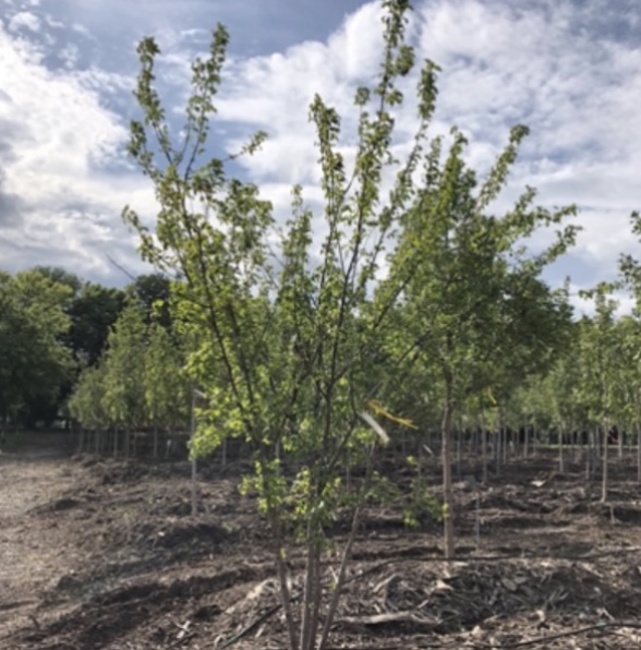 Amur Flame Maple Clump 15G