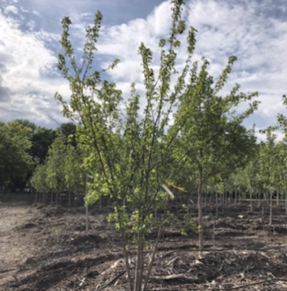 Amur Flame Maple Clump 15G