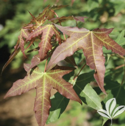 Shantung Maple 15G