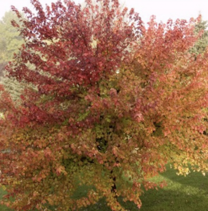 Burgundy Belle Maple 15G