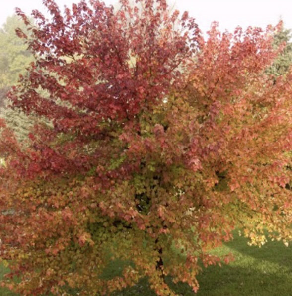 Burgundy Belle Maple 7G