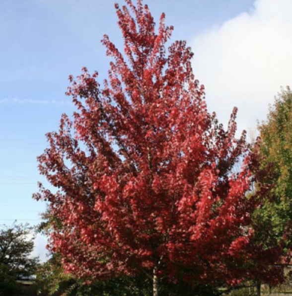 Brandywine Maple 3"