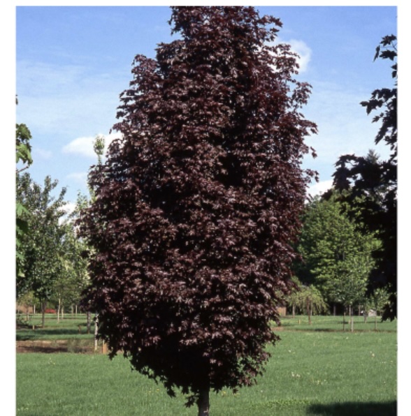 Crimson Sentry Maple 15G