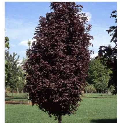 Crimson Sentry Maple 15G