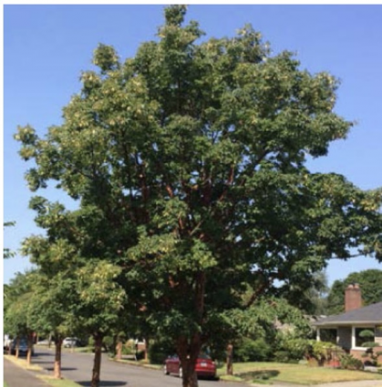 Paperbark Maple 15G